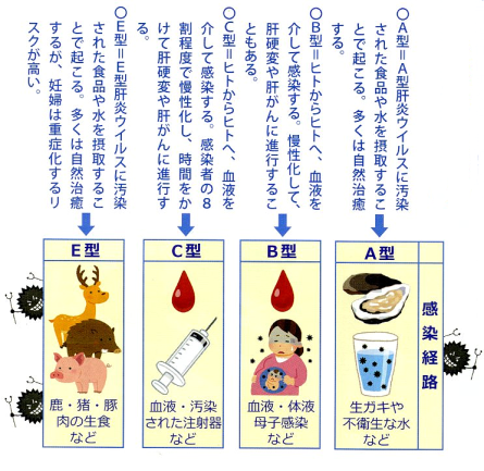 肝炎を引き起こすウイルス　イラスト